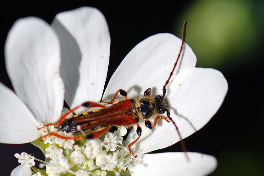 coleottero da id: Stenopterus rufus v. geniculatus 2